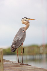 Heron on the pier