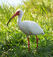 Ibis in the river shore