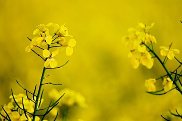 blühender Raps im Frühling