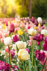 Feld mit Tulpen an einem sonnigen Frühlingstag in einem Park, blurry, low focus