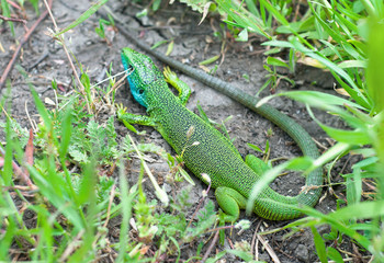 Colorful lizard in the grass