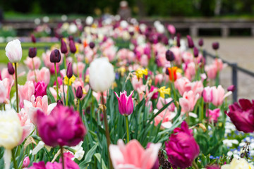 Feld mit Tulpen an einem sonnigen Frühlingstag in einem Park, blurry, low focus