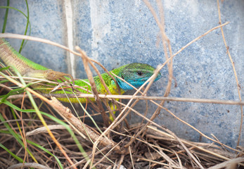 Obraz premium Colorful lizard gets scared in the bush