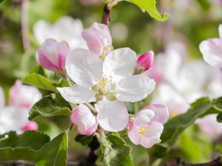 Pink flowers and buds of an Apple tree. Flowering gardens in may.