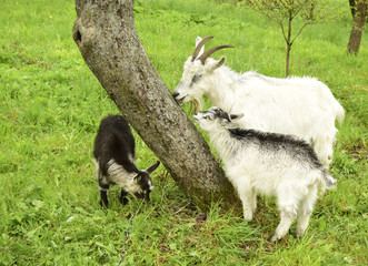 Obraz premium The goat and kids are in the village against the background of the nature.