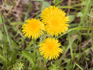 Flowering dandelions in may.