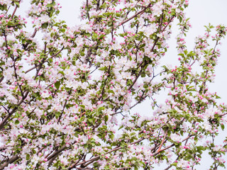 Pink flowers and buds of an Apple tree. Flowering gardens in may.