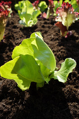 junge Salatpflanze in einem Beet