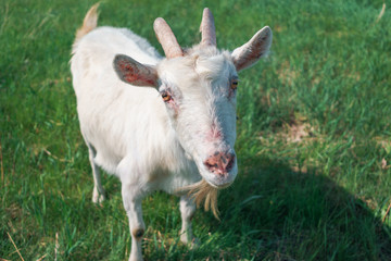 White goat is standing on a green meadow