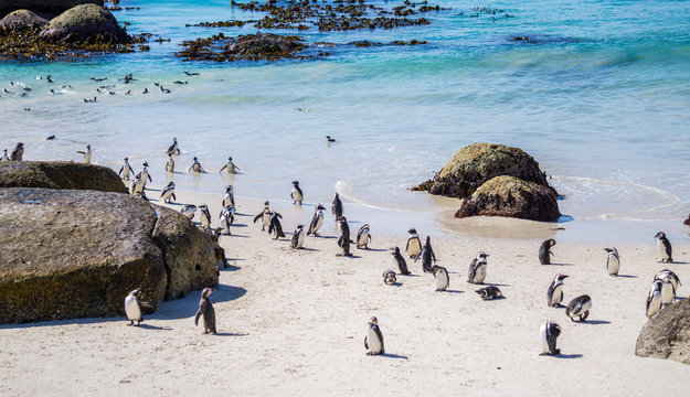 African Penguins, Cape Town - Boulders Beach Reservation