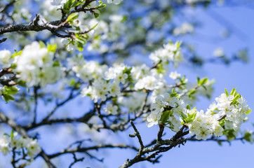 Obraz premium Plum tree blooms in the spring