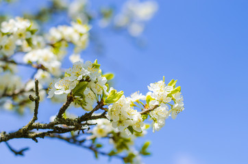 Plum tree blooms in the spring