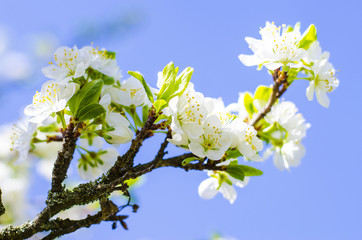 Plum tree blooms in the spring