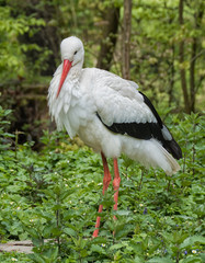Weißer Storch im Grünen