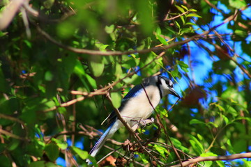 Blue jay