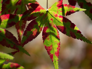 Maple leaf turning in Fall