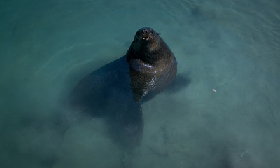 Sea Lion, Seal - Hout Bay, Cape Town, South Africa