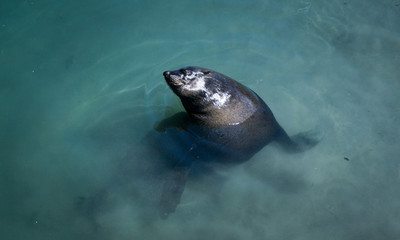 Sea Lion, Seal - Hout Bay, Cape Town, South Africa