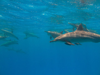 Dolphins in blue clear water