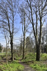 Chemin de terre dans une zone boisée au printemps à Laeken au nord de Bruxelles Capitale