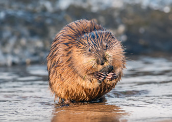 Muskrat eating a mussel on a Chesapeake Bay beach
