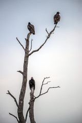 Vultures perched in a dead tree