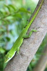 green lizard