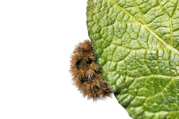 Hairy caterpillar eats green leaf