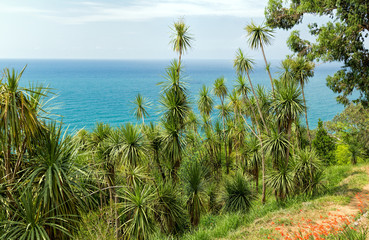 Fototapeta na wymiar Palm trees on the shore of a tropical island