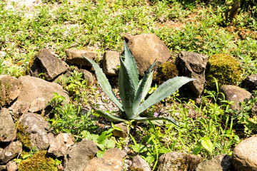 Agave, typical Mexican plant
