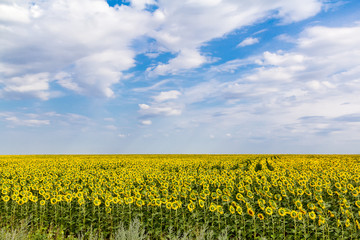 Field of sunflowers under a blue sky