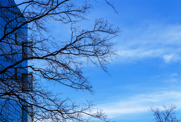 Branch of a tree against a blue sky and a building