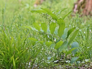 Vielblütige Weißwurz (Polygonatum multiflorum) 
