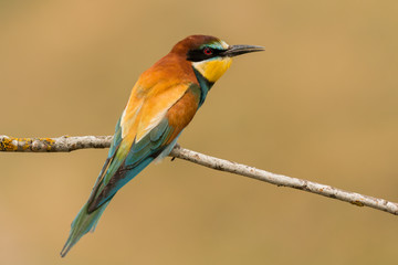 Small bird perched on a branch