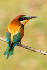 Small bird perched on a branch