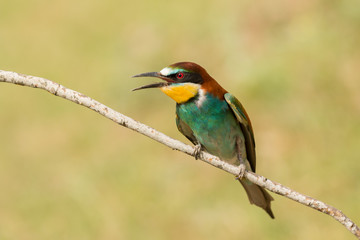 Small bird perched on a branch