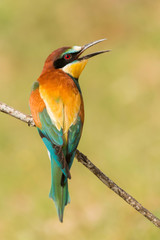 Obraz premium Small bird perched on a branch