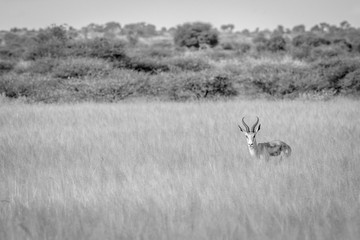 Springbok starring at the camera.