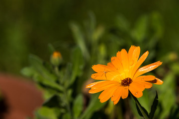 Calendula
