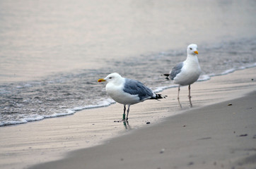 Fototapeta na wymiar Two seagulls on the beach at Baltic Sea