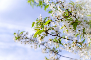 Cherry blossom in spring