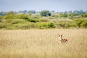 Springbok starring at the camera.