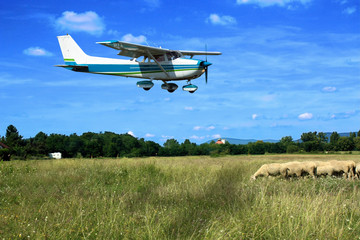 Light general aviation plane on final over sheeps