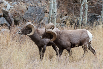 Colorado Rocky Mountain Bighorn Sheep