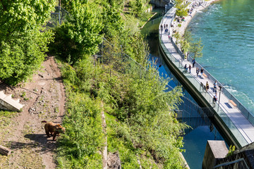 Fototapeta na wymiar View of the Baerenpark in the capital city of Bern, Switzerland