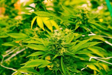 Cannabis Gorilla Grow