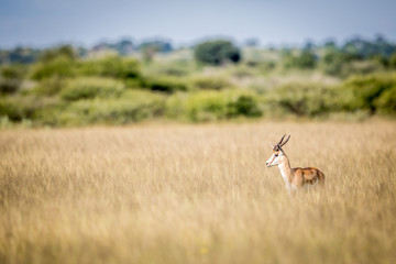 Side profile of a Springbok.