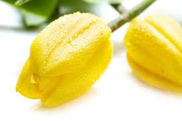 Beautiful yellow tulips