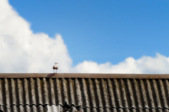 White gull on the roof of a house against a blue sky with clouds