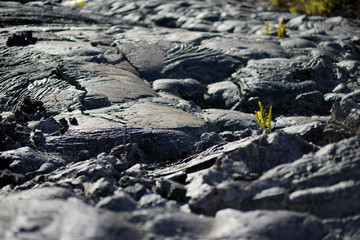 Smooth, undulating surface of frozen pahoehoe lava. Frozen lava wrinkled in tapestry-like folds and...